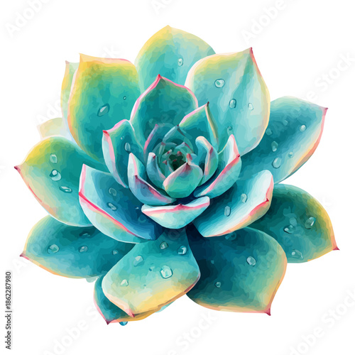 Echeveria, watercolor illustration, vector style, isolated on a white background.