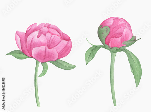 Hand painted floral elements set. Watercolor botanical illustration of peony and leaves.