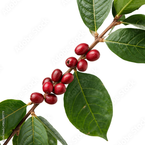 Coffee Cherries Grow on Branch in Bright Light, Showcasing Ripeness and Vibra...