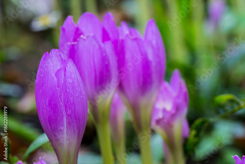 Colchicum with raindrops or dew. on a blurred background with bokeh. macro photo of a flower. screensaver. free space. close-up. blank for creativity