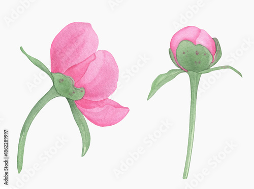 Hand painted floral elements set. Watercolor botanical illustration of peony and leaves.