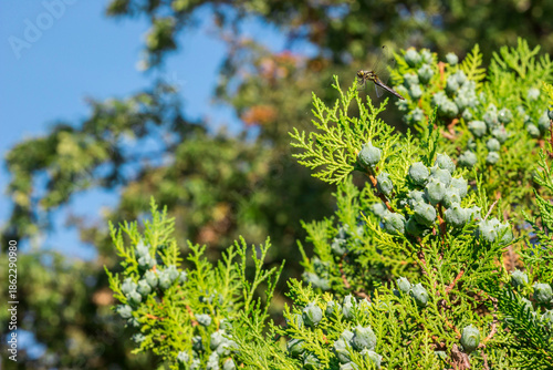 thuja cones against a blue sky background. colorful plant photo. natural beauty. close-up. evergreen plant. free space. space for text. design template.