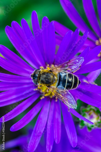 purple aster on a blurred background. colorful plantation photo. natural beauty. close-up. free space. space for text. pollination