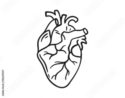 Anatomical human heart red, monochrome line art hand drawn style