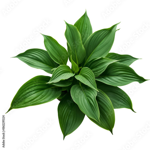 Green Plant With Large Leaves Placed on a White Background