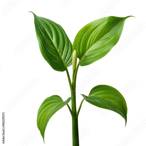 Green Plant With Large Leaves Placed on a White Background