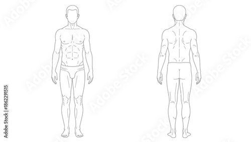 Detailed anatomical illustration of a male human figure showcasing front and back views with defined musculature and proportions