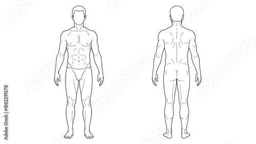 Detailed anatomical illustration presenting a male figure s front and back views showcasing muscular structure and body proportions
