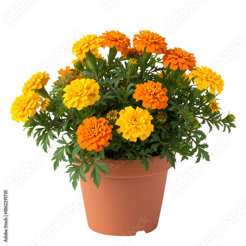 Bright Marigold Flowers in a Terracotta Pot on Display Indoors