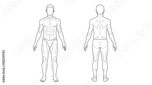 A detailed anatomical sketch showcases a male figure from both front and back perspectives outlining muscular structure