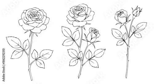 Three delicate rose flowers with leaves, sketched style, isolated on transparent background