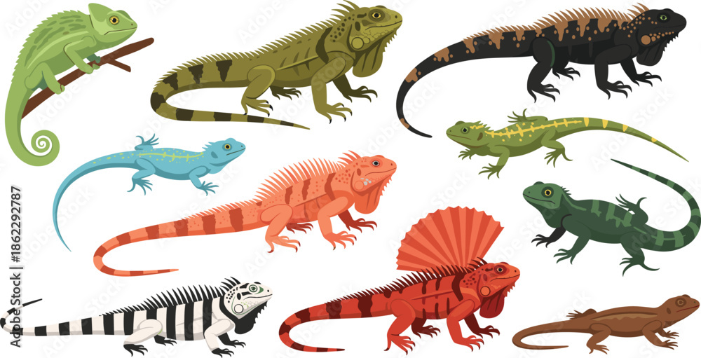 Fototapeta premium Colorful tropical lizard and reptile vector set with iguana chameleon and Various gecko species
