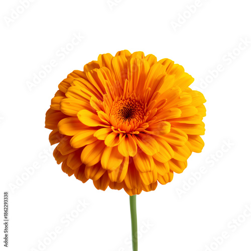 Bright Orange Flower Stands Tall Against a White Background During Daylight