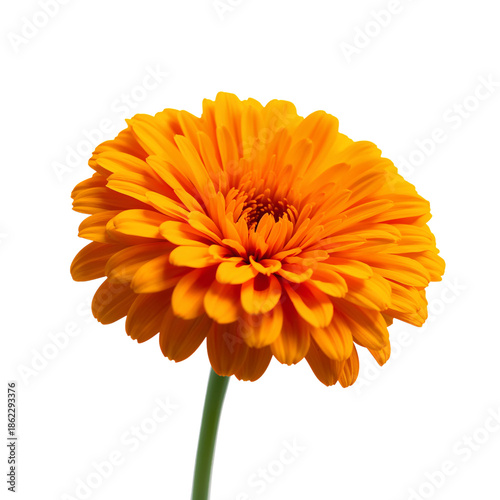 Bright Orange Flower With Many Petals Standing on Thin Green Stem Against Whi...
