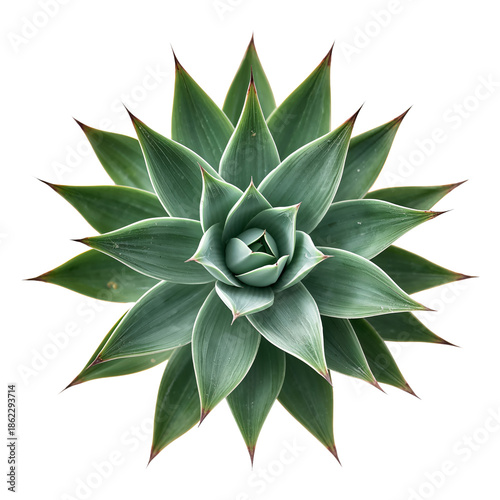 Green Plant With Long Leaves in a Circular Arrangement on a White Background