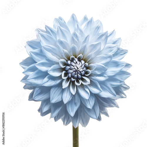 Blue Flower With Layered Petals Displayed Against a White Background