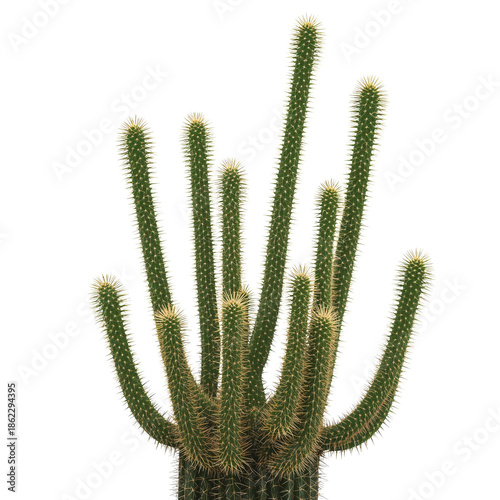 Cactus With Tall Green Stems in a Bright Studio Setting During Daylight Hours