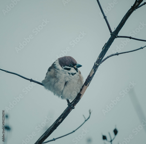bird on a branch