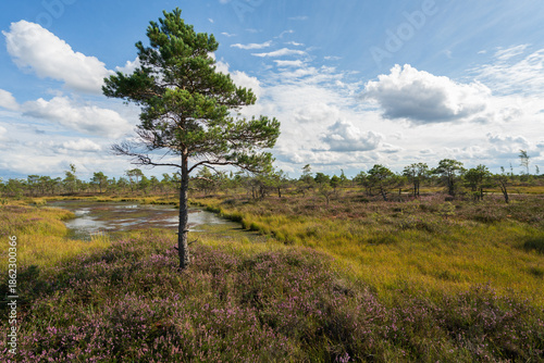 Pine trees in the swamp. Kemeri National Park.