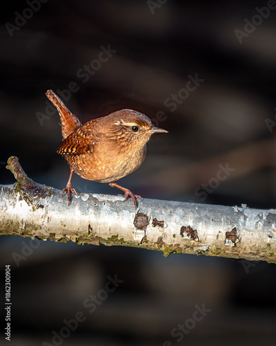 Bird on a branch. Wren close up.