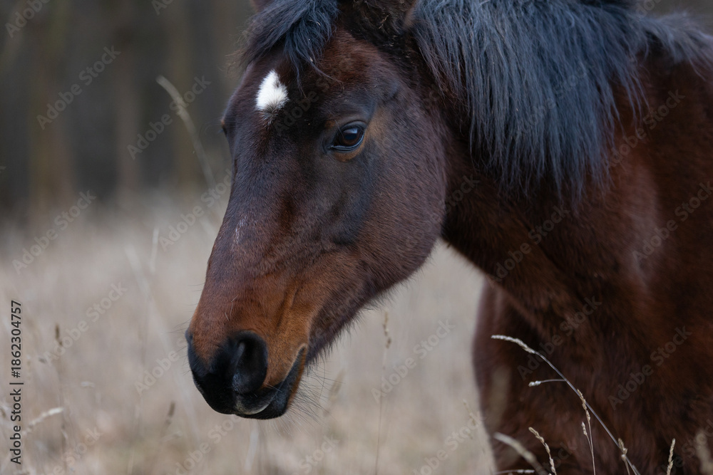 Obraz premium Pferde in hohem trockenen Gras