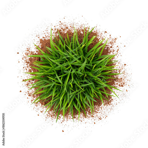 Grass Growing in Soil Showing New Plant Life in a Garden Setting During Dayli...