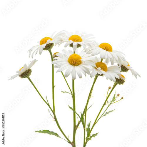 Daisies Arranged in a Simple Bunch on a White Background in a Studio Setting