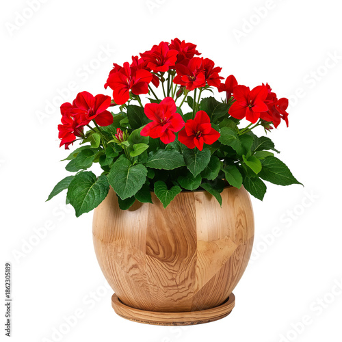 Bright Red Flowers in a Wooden Pot Situated Indoors in a Home Setting