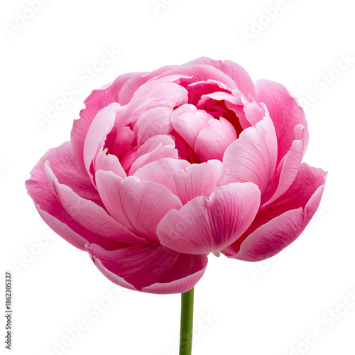 Pink Peony Flower Blooms in Bright Light Showcasing Soft Petals During Midday