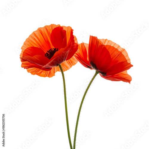 Bright Red Poppies Growing Together in a Simple Arrangement During Springtime