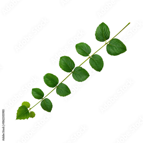 Fresh Green Bay Leaves on a White Background With Natural Light