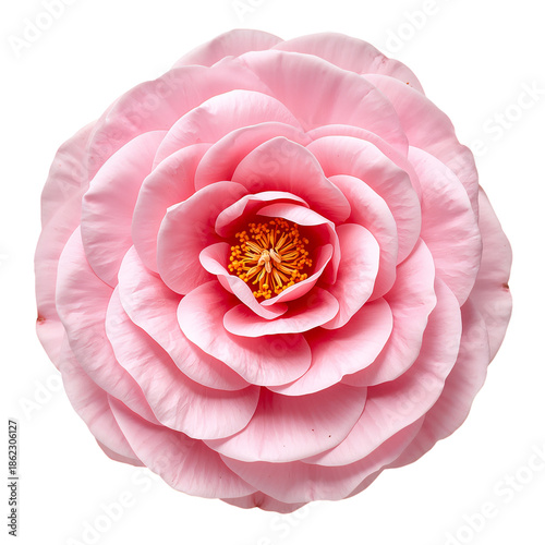 Pink Flower With Layered Petals and Yellow Center on a White Background