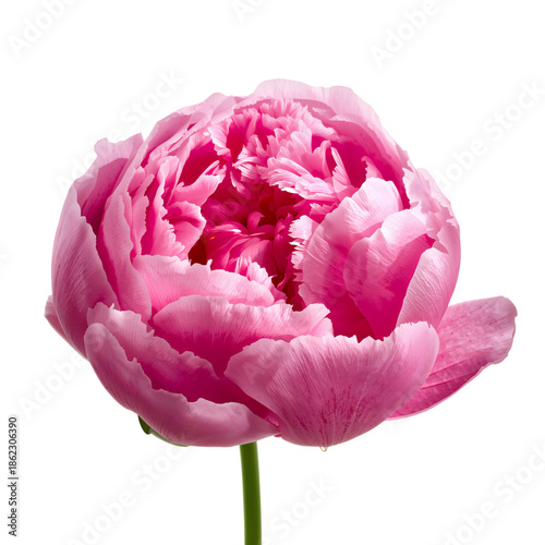 Pink Peony Flower Blooms in Bright Light Showcasing Soft Petals During Midday