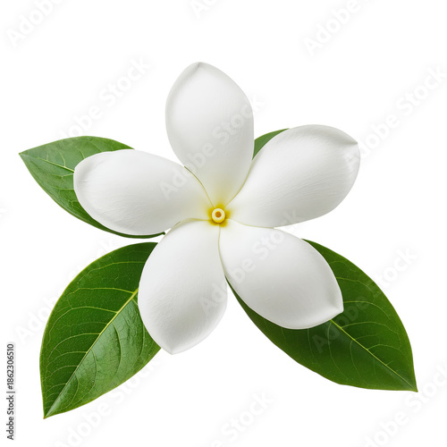 White Flower With Green Leaves Resting on a Plain Background in a Simple Setting