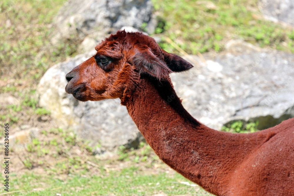 Fototapeta premium This is what a South American alpaca looks like. A truly friendly animal!