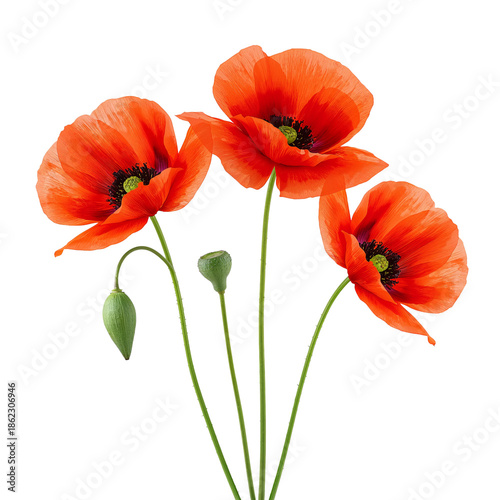 Bright Red Poppies Growing Together in a Simple Arrangement During Springtime