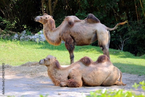 Tableau sur toile Two camels (camelus) on a sunny day in nature