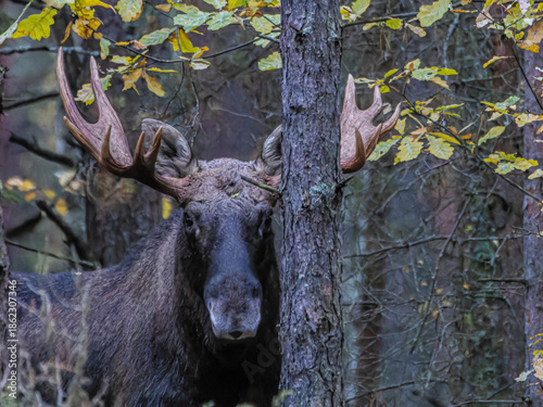 Adult male elk among the trees of the Bialowieza forests
