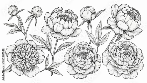 Collection of Hand Drawn Peony Flowers and Buds in Sketch Style.