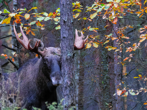 Adult male elk among the trees of the Bialowieza forests