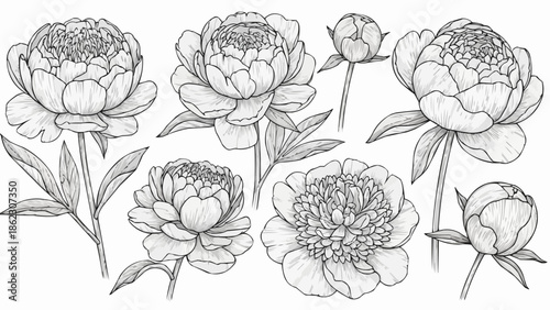 Collection of hand drawn peony flowers and buds in sketch style.