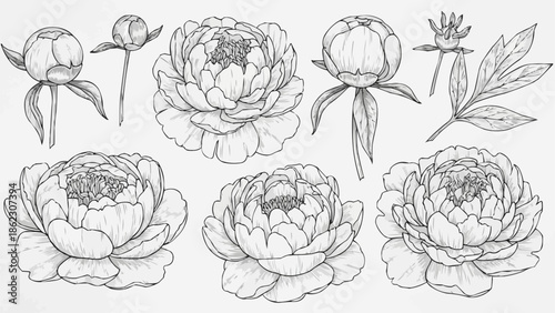 Collection of hand drawn peony flowers and buds in sketch style.