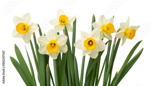 Daffodil Flowers With Bright Yellow Blooms in a Green Pot on a White Background