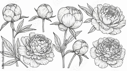 Collection of Peony Flowers and Buds Hand Drawn Sketch.