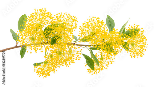 Bright Yellow Flowers on a Branch With Green Leaves Against a White Background