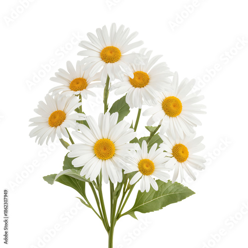 Group of White Daisies With Yellow Centers Arranged Together on a Bright Back...