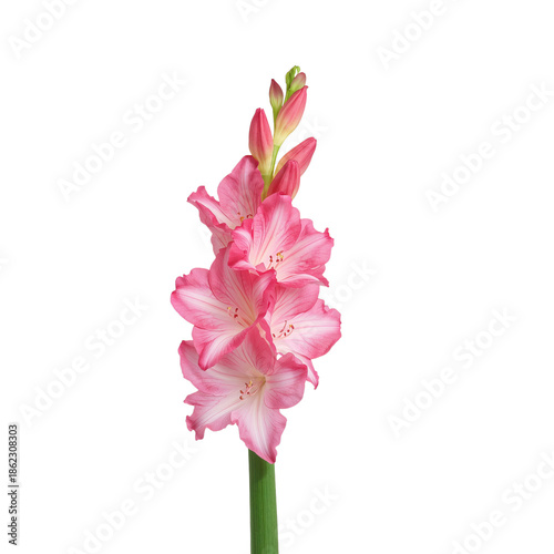 Pink Flowers Bloom in Sunlight, Showcasing Long Stems and Vibrant Petals