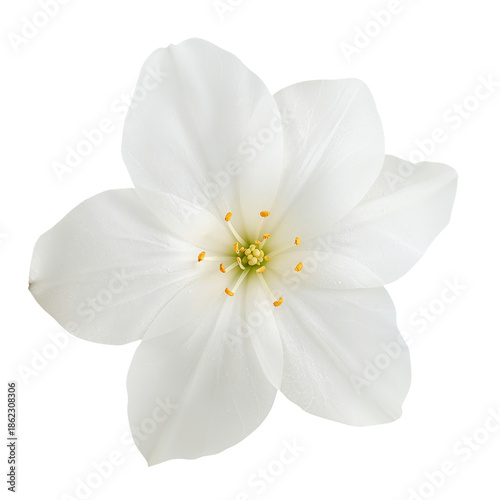 White Flower With Petals and Yellow Center on Plain Background in Natural Light