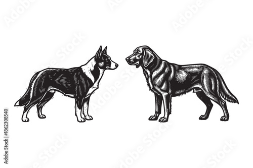 Two Dogs Standing Together Vintage Woodcut Illustration
