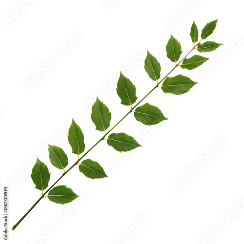 Fresh Green Bay Leaves on a White Background With Natural Light